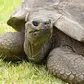 Meet Jonathan: The 194-year-old tortoise who is the oldest living land animal
