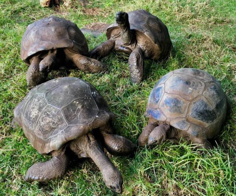 Jonathan shares his paddock with three other giant tortoises—David, Emma, and Frederik—on the island of Saint Helena.