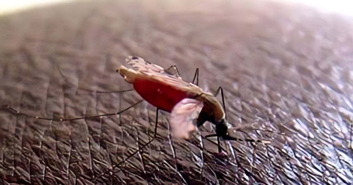 Why Mosquitoes Bite Some People More: Scientists Finally Have Answers