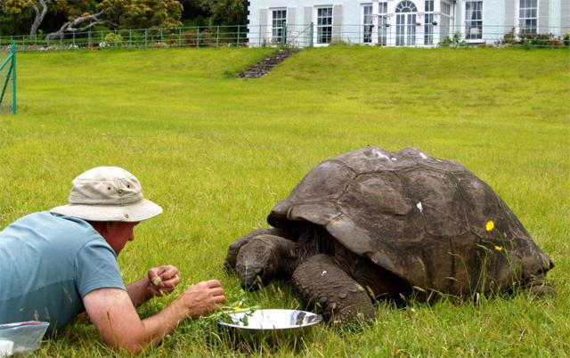 Veterinarian Joe Hollins hand-feeding Jonathan the 194-year-old tortoise from a silver bowl on the lawn of Plantation House.