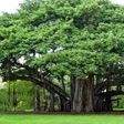 Meet the 550-year-old tree in India that's the size of 4 football fields