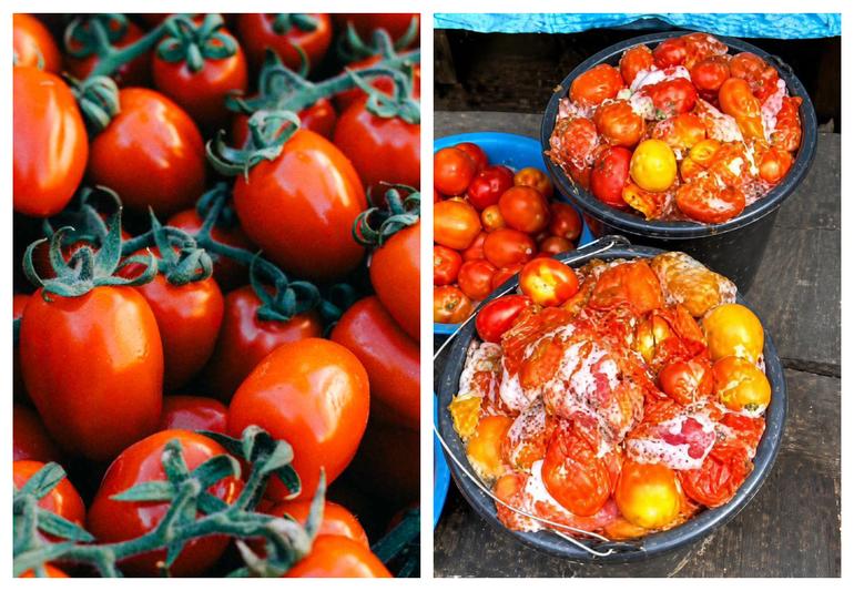 How to differentiate between good and rotten tomatoes