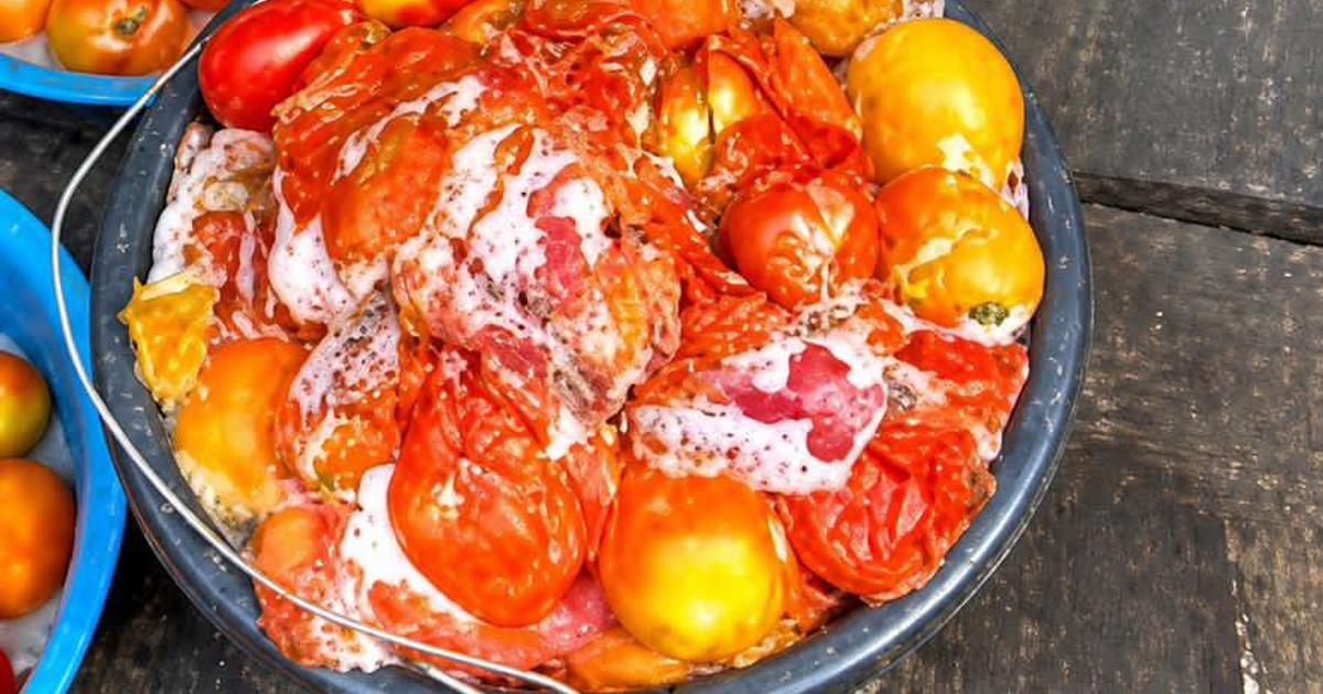 Why Cooking with Rotten Tomatoes Can Be Fatal: Health Warning