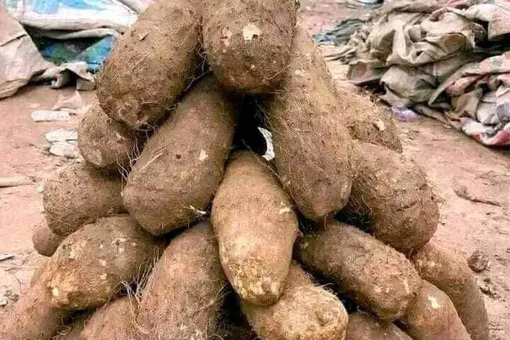 Why Benue is called the Food basket of the nation