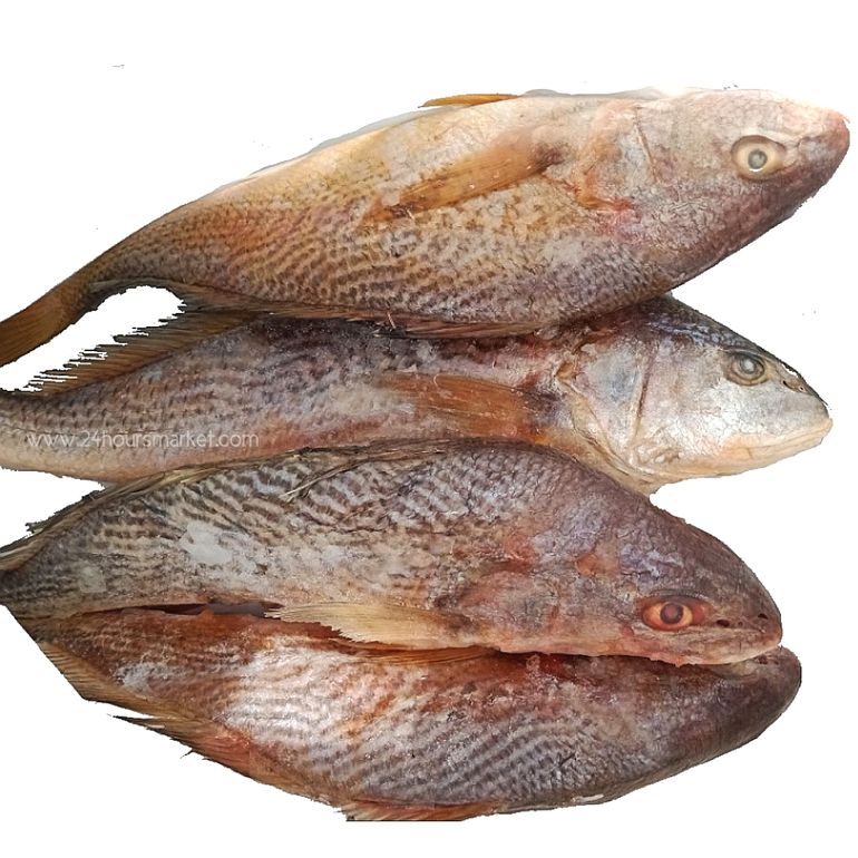 Frozen Croaker Fish
