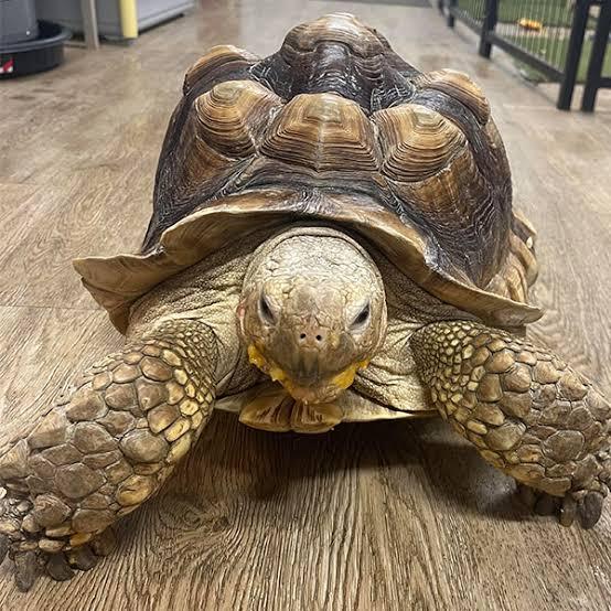 African spurred tortoise