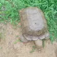 Baba, the tortoise believed to be 420 years old, at the Alaafin of Oyo’s Palace in Oyo
