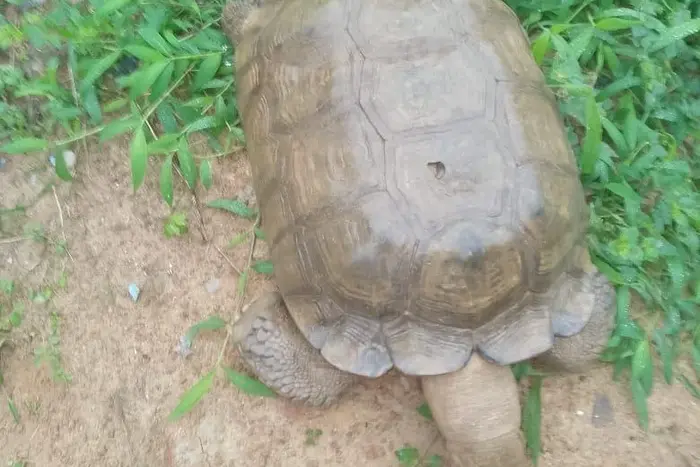 Baba, the tortoise believed to be 420 years old, at the Alaafin of Oyo’s Palace in Oyo
