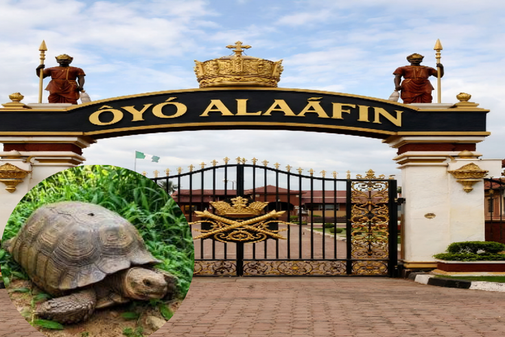 Alaafin’s ‘420-year-old’ tortoise is dead — but how old was Baba really?