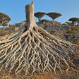 5 fascinating trees that have gone extinct