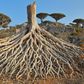 5 fascinating trees that have gone extinct