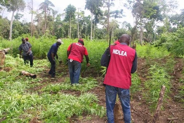 NDLEA uncovers 6-hectare hemp farm, arrests 675 drug offenders in Ogun