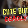 5 animals that look cute but are surprisingly deadly