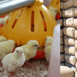 Federal Government bans poultry, cement, medicine imports, introduces 2% green tax