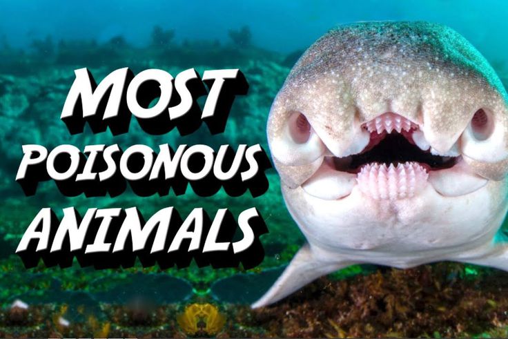 7 animals that use poison in the most horrifying ways
