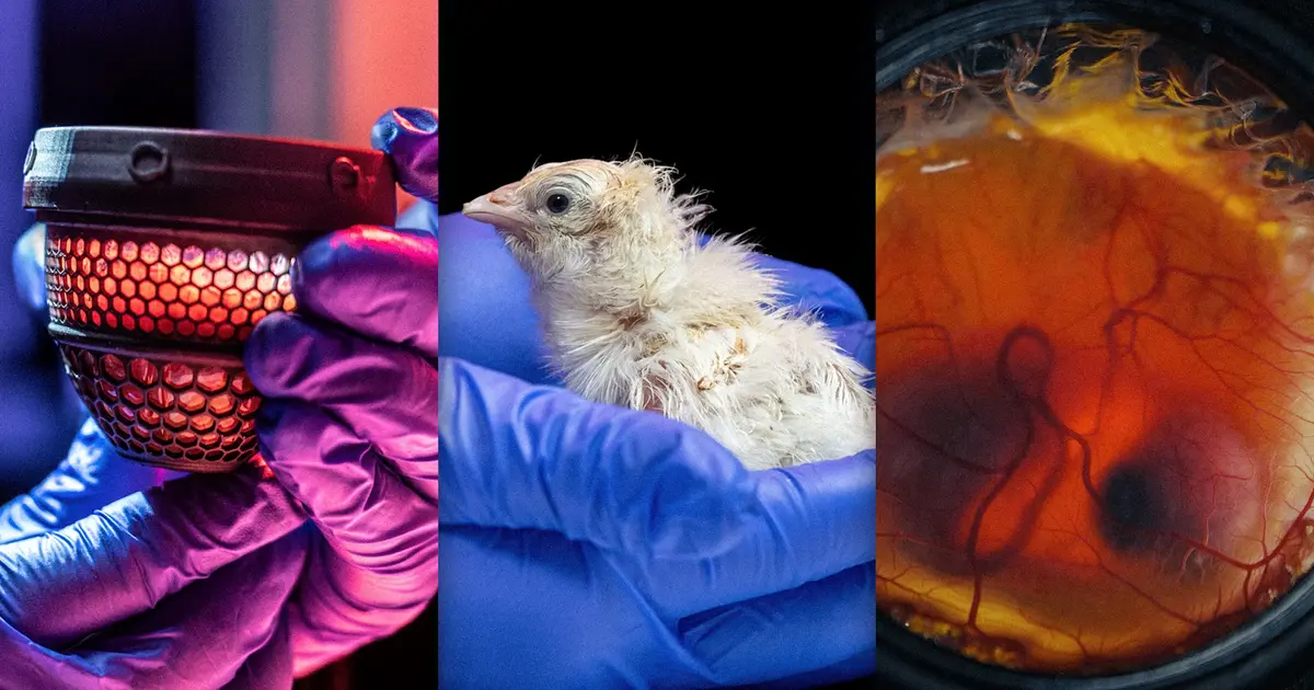 Scientists Hatch Chicks from Artificial Eggs in De-Extinction Breakthrough