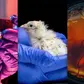 Is technology moving too fast? Scientists hatch chicks from artificial eggs for the first time