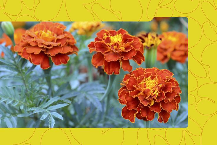 5 Plants That Keep Mosquitoes and Pests Out of Your Home