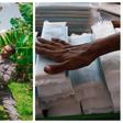 Millions of girls struggle with period poverty, but two Nigerians turn banana waste into cheap sanitary pads