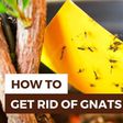 5 simple ways to get rid of gnats in your home