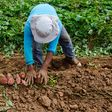Greedy farmer uproots sweet potatoes worth ₦380,000 from colleague's farm