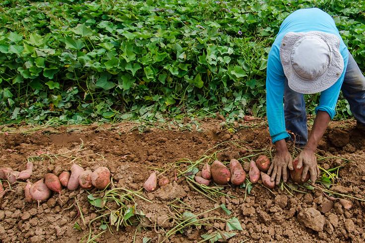 Greedy farmer uproots sweet potatoes worth ₦380,000 from colleague's farm
