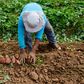 Greedy farmer uproots sweet potatoes worth ₦380,000 from colleague's farm