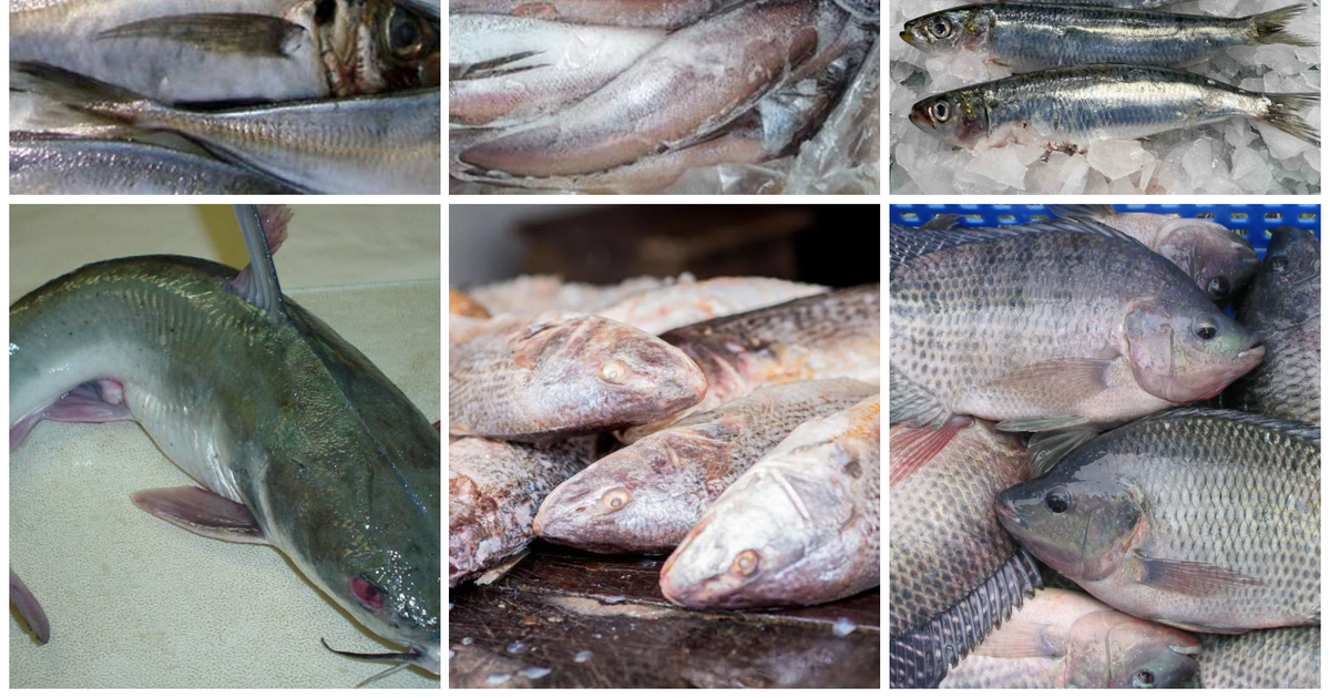 6 low calorie fishes for weight loss | Pulse Nigeria