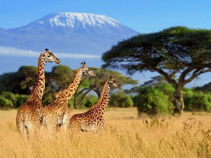 Popular destinations like Kenya offer rich culture and famous wildlife safaris with accessible entry options for Nigerian passport holders.