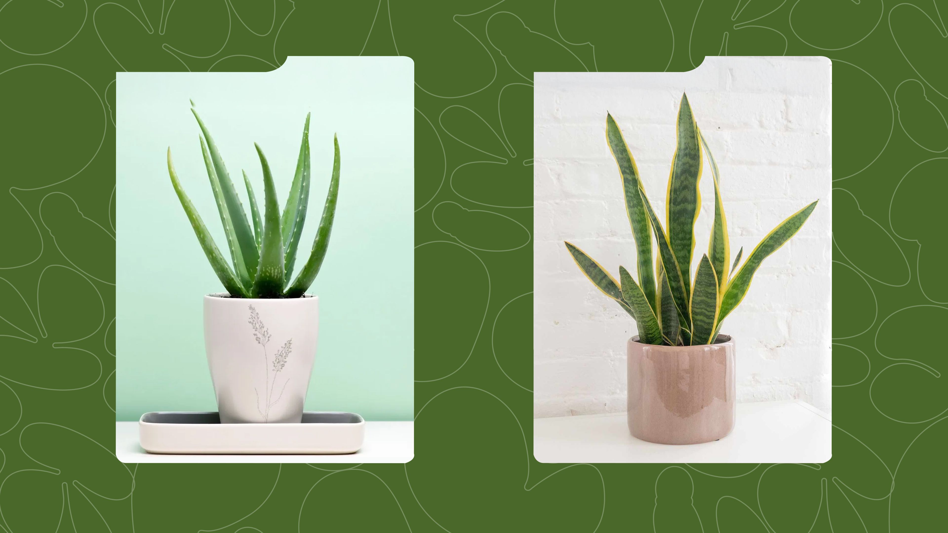 These Air-Purifying Plants to Make Your House a Home
