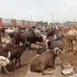 Ram prices hit ₦700,000 in Kano as buyers stay away ahead of Eid-el-Kabir