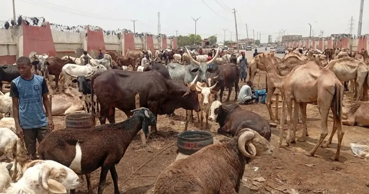 Ram prices hit ₦700,000 in Kano as buyers stay away ahead of Eid-el-Kabir