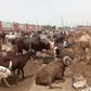 Ram prices hit ₦700,000 in Kano as buyers stay away ahead of Eid-el-Kabir