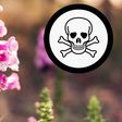 5 beautiful plants that can kill you in minutes