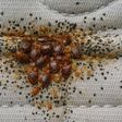 4 surprising things that attract bed bugs to you