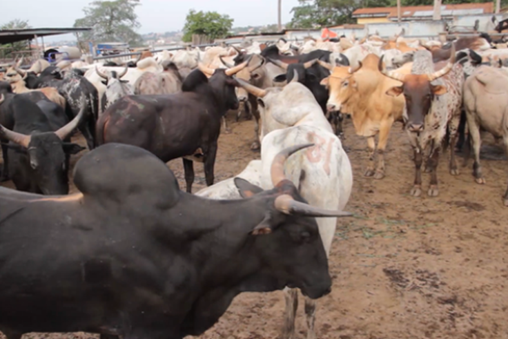 Church begs for donation after thieves steal N1.9m cows meant for harvest celebration