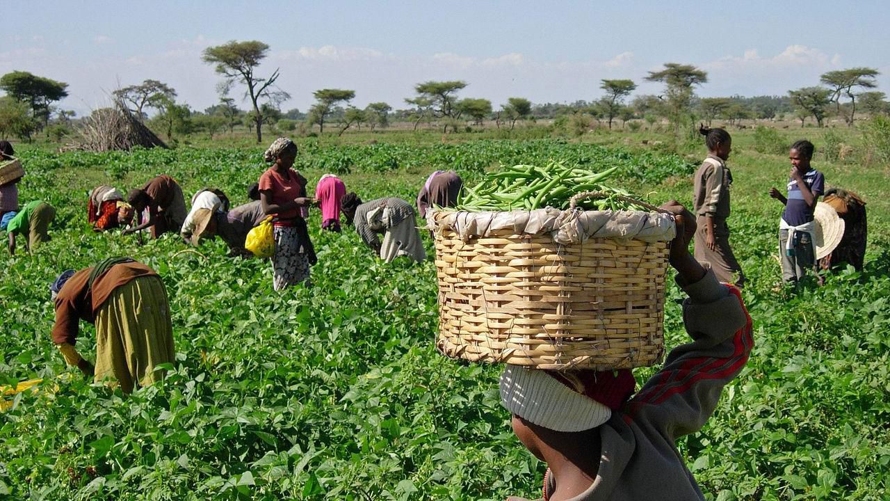Expert asks FG to revive Obasanjo’s ‘Operation Feed the Nation’ to boost production