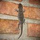 5 Ways to prevent wall geckos from your home