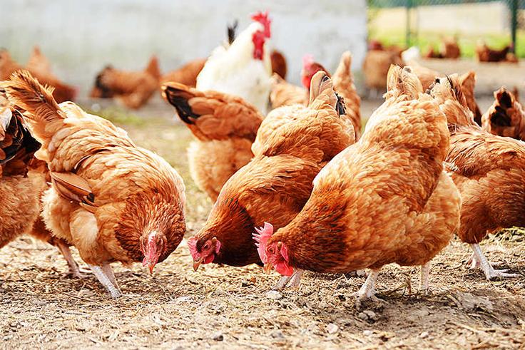 As Sallah nears, Chicken prices soar between ₦15,000 & ₦25,000 in Bauchi