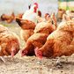 As Sallah nears, Chicken prices soar between ₦15,000 & ₦25,000 in Bauchi