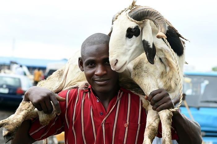 A festive mood as a Muslim faithful prepares for the annual Eid al-Kabir livestock sacrifice.
