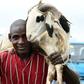A festive mood as a Muslim faithful prepares for the annual Eid al-Kabir livestock sacrifice.