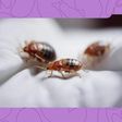 get-rid-of-bed-bugs