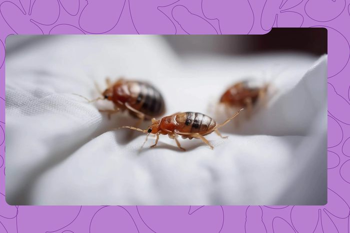 get-rid-of-bed-bugs