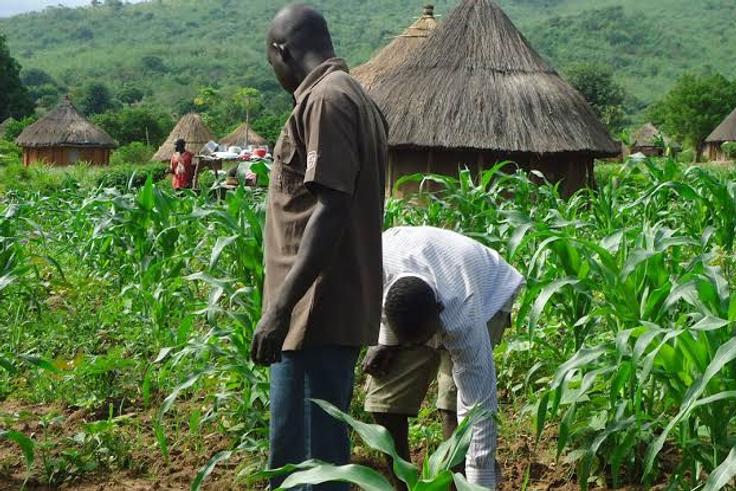 FG opens 18 agriculture jobs in Nigeria with salaries and contracts up for grabs