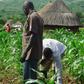 FG opens 18 agriculture jobs in Nigeria with salaries and contracts up for grabs