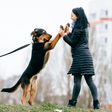 Is your dog jumping on you? This is what it means