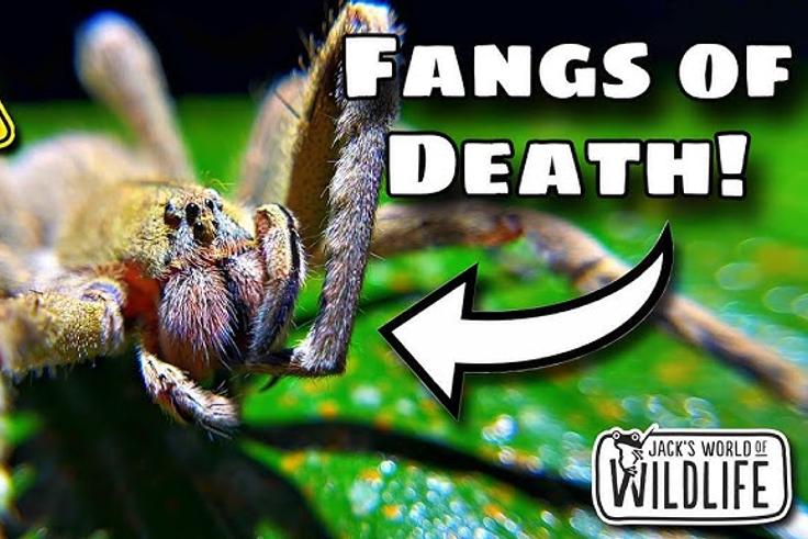 5 most dangerous animals you never knew existed