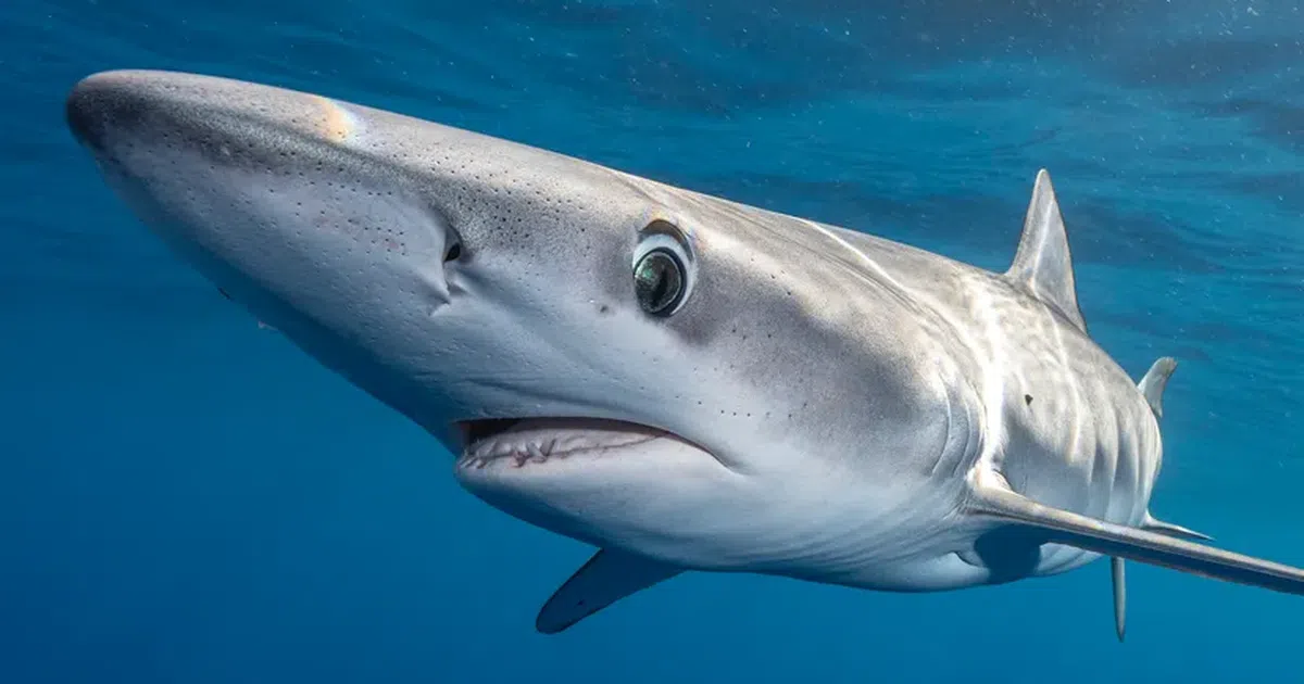 28 out of 58 Sharks tested positive for cocaine and caffeine in the Bahamas. Here’s the real story