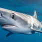 28 out of 58 Sharks tested positive for cocaine and caffeine in the Bahamas. Here’s the real story